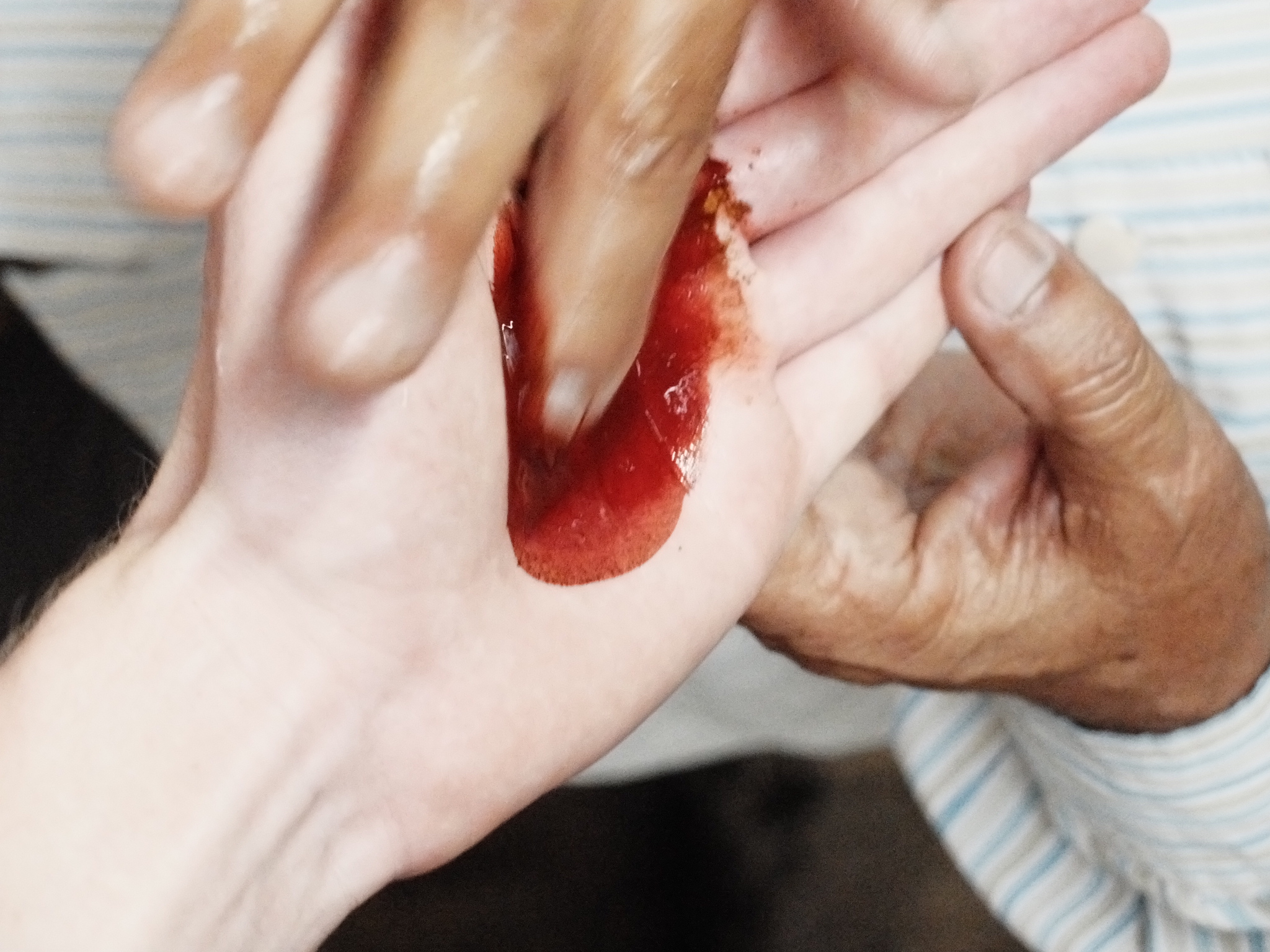 अतिथिदेवो भव thumbnail 1